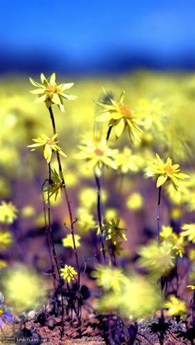Yellow Wildflowers, WA. 